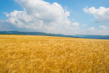 Hills of the Eifel National Park in summer
