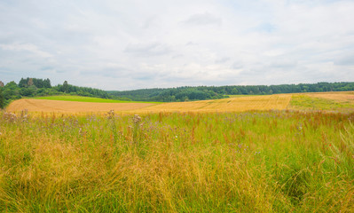 Obraz premium Hills of the Eifel National Park in summer