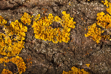 Fungus on old wood. macro background