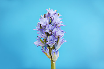 Obraz premium Blue hyacinth on blue background