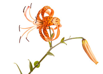 tiger lily flower isolated on white background