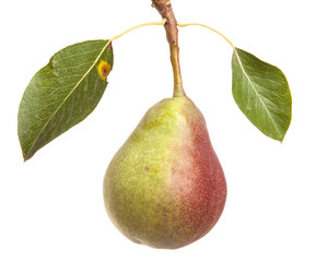 Pears on a branch with leaves isolated on white background