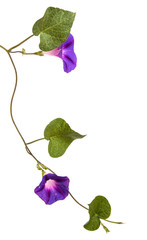 morning glory flowers on isolated on white background