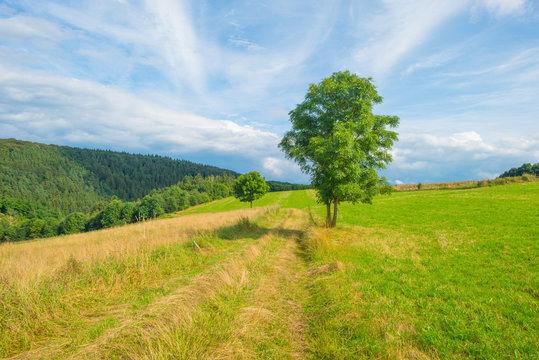 Hills Of The Eifel National Park In Summer