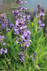 Sage (Salvia officinalis) herbaceous perennial herb
