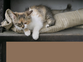 Cute little cat frame