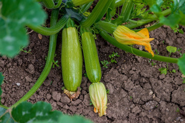 Flowering and ripe fruits of zucchini in vegetable garden