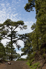 Green prickly branches of a fur-tree or pine. Tenerife, Canary island forest