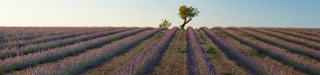 wide panorama with tree and lavender