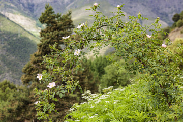 Andorra has a lot more to offer than taxfree shops, beautiful landscapes and high mountains