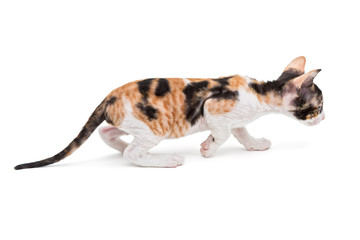 Little kitten Cornish Rex