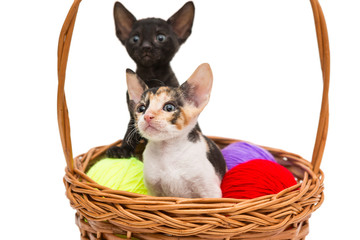 Two little kittens  in a basket