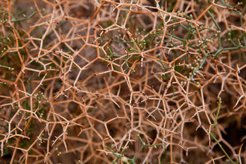 Shrub Branches Exhibiting Angular Branching
