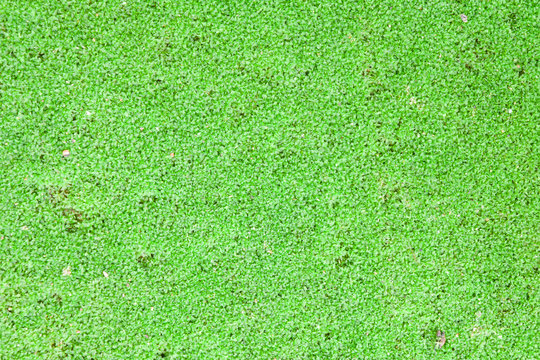 Green field from moss background close up.