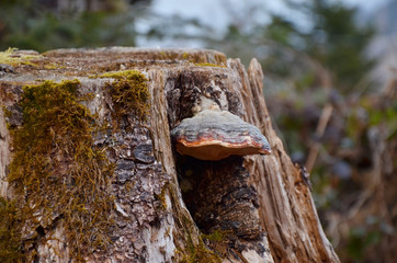 Tronc et champignon