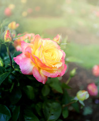 Lovely Rose in the park