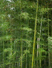 зеленый бамбук в  лесу  Японии. Киото. Природа Азии