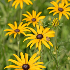 Gelber Sonnenhut, Rudbeckia, Goldsturm