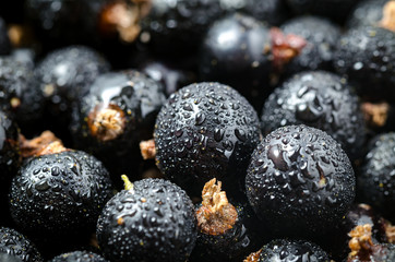 Fresh Black Currant With Drops Of Water. Close-up. Angle View. Macro.