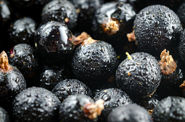 Fresh Black Currant With Drops Of Water. Close-up. Angle View. Macro.