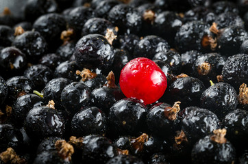 Fresh Red And Black Currant With Drops Of Water. Close-up. Angle View. Macro.