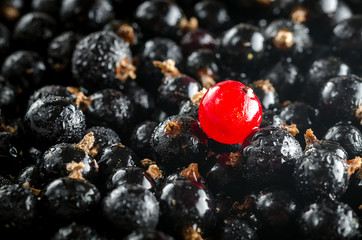 Fresh Red And Black Currant With Drops Of Water. Close-up. Angle View. Macro.
