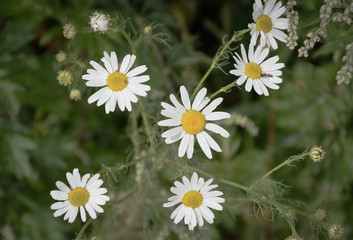 wild camomile