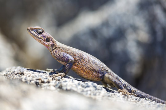 Gecko standing on a rock in Africa
