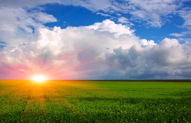 Fototapeta na wymiar field flowering grass on a background of beautiful clouds at sun