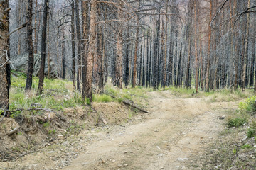 jeep trail and forest after wildfire