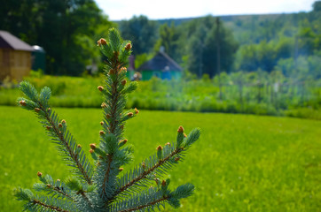 Blue spruce in summer yard in village