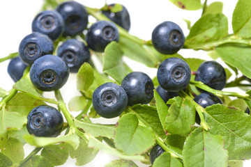 blueberries in the detail