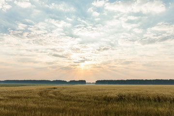 Obraz premium sunrise in the field