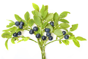 blueberries in the detail isolated on white
