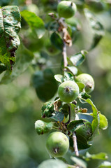 Apple growing on tree in garden.Apples on a branch/Green apples grow on apple tree branch with leaves under sunlight close-up. Ripe apples on the tree in nature