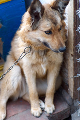 Portrait of a big dog looking to camera with happy face/Mixed breed watchdog on a chain in a dog kennel in a daylight.The dog in the village