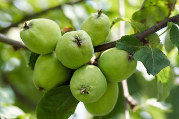 Fototapeta premium Apples growing on tree in garden.Apples on a branch/Green apples grow on apple tree branch with leaves under sunlight close-up. Ripe apples on the tree in nature