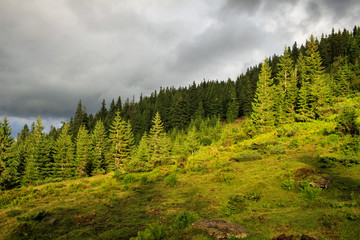 Fototapeta na wymiar Cloudy summer Carpathian mountains landscape. pine forest, Ukraine, Europe.