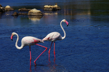 Flamingos in Sardinia