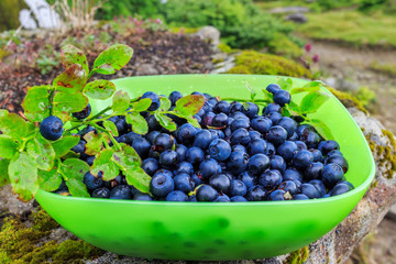 Fresh collected in mountains blueberries fruit in bowl, outdoors