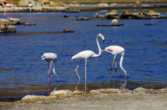 Flamingos In Sardinia