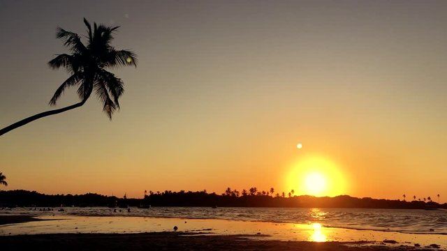 Palm tree hangs over a classic Brazilian sunset on an island in Nordeste Bahia, Brazil