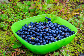 Fresh collected in mountains blueberries fruit in bowl, outdoors