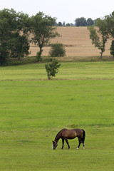 Naklejka na ściany i meble Grazing Horse in the summer Landscape
