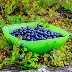Fresh collected in mountains blueberries fruit in bowl, outdoors