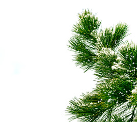  Snow covered trees. fir branch isolated on white background.