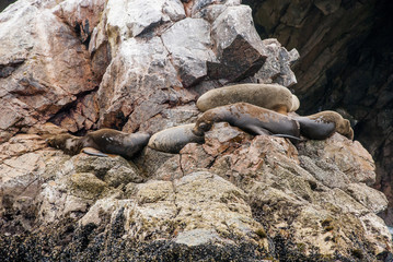 Colony Of South American Sea Lion - Ballestas Island