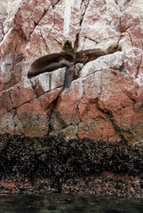 Colony Of South American Sea Lion - Ballestas Island