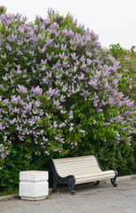 bench near the lilac bush