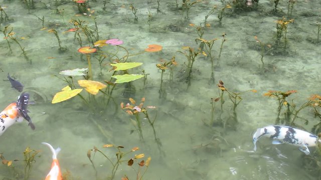 モネの池